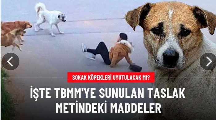 Sokak köpekleri uyutulacak mı?