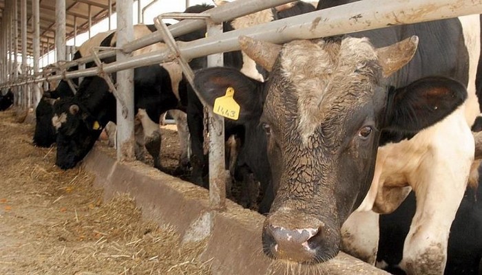 Ölümcül hastalık yıllar sonra Türkiye'de! Korkunç belirtilere sahip deli dana vakaları panikletti: