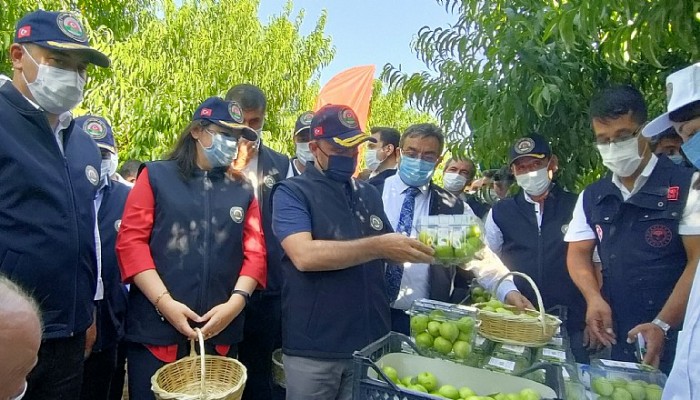 Bayramiç Beyazı Hasat Etkinliği Yapıldı.