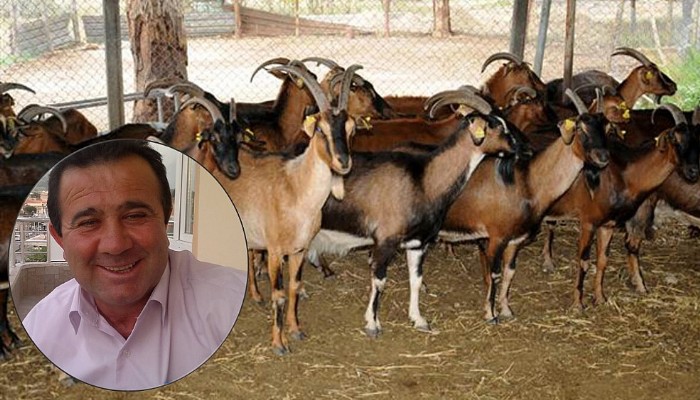 Bayramiç'te yeni bir keçi ırkı yetiştiriliyor.