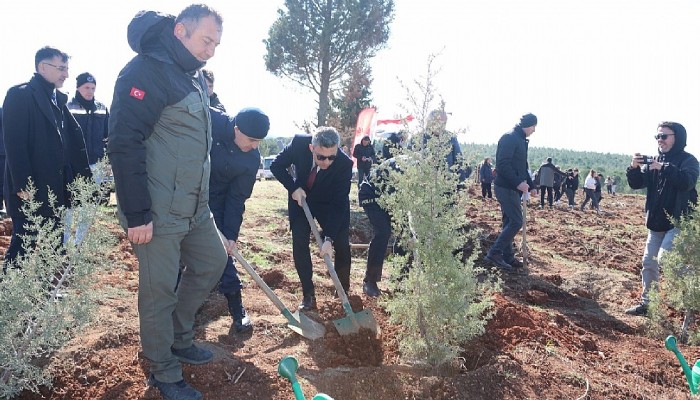 Kaymakam Emrah Bütün Fidan Dikimine Katıldı.