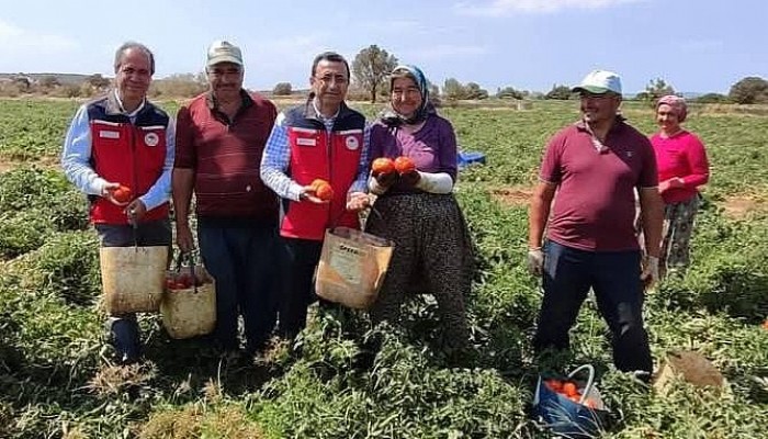 İl Tarım Müdürlüğünden Domates Hasadı Ziyareti