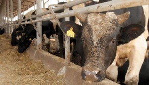 Ölümcül hastalık yıllar sonra Türkiye'de! Korkunç belirtilere sahip deli dana vakaları panikletti: 